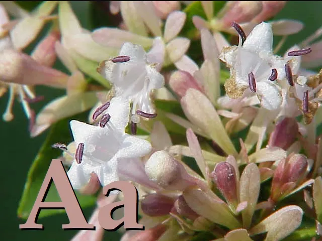 Chinese Abelia (Abelia Chinensis) — Ideal for foundation planting or borders, it has arching branches with glossy leaves