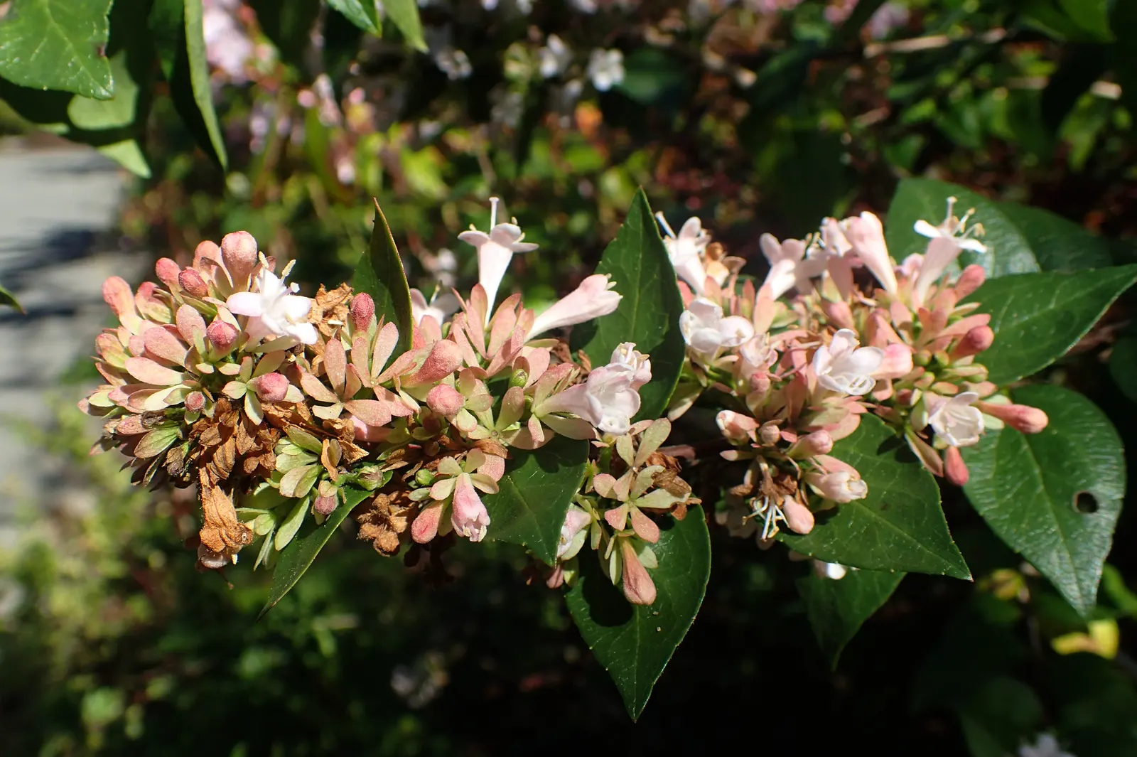 Chinese Abelia (Abelia Chinensis) — deciduous to semi-evergreen shrub