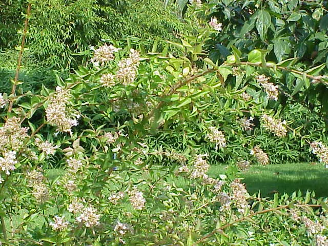 Chinese Abelia (Abelia Chinensis) — It boasts fragrant, tubular white-pink blooms from late spring to summer, attracting pollinators