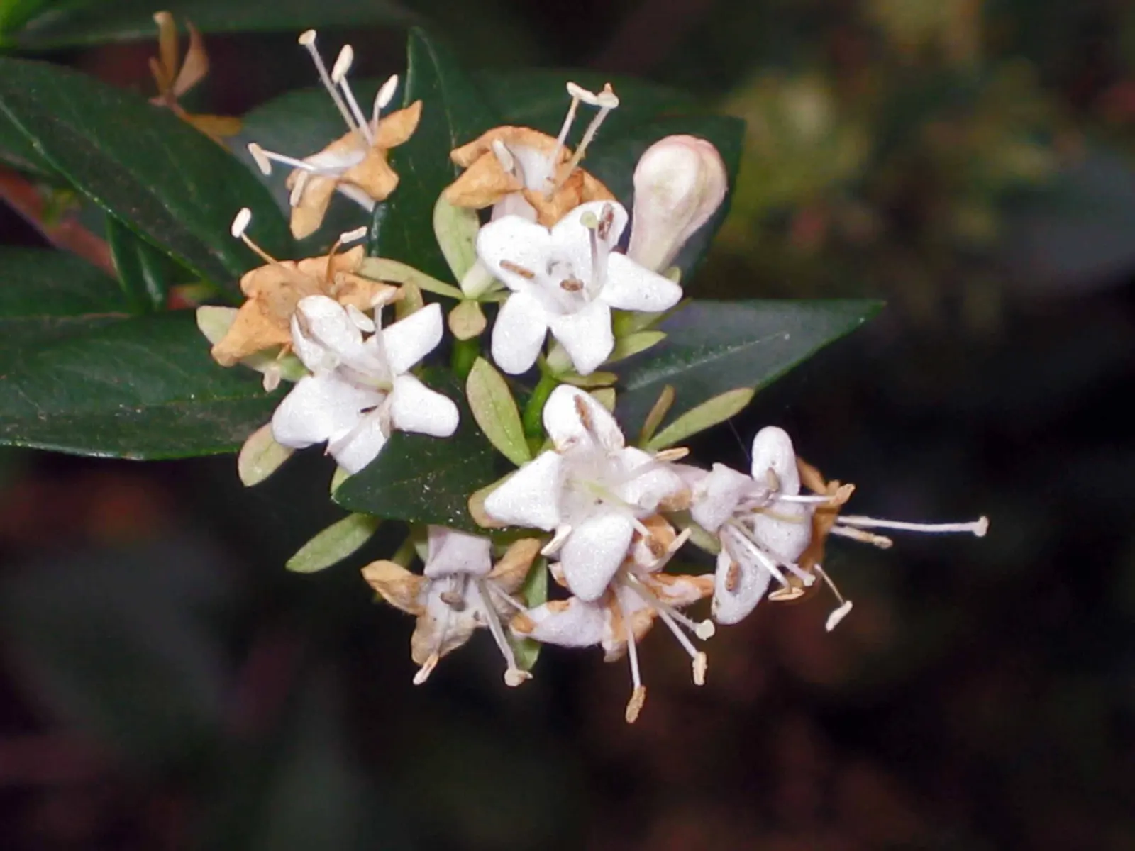 Chinese Abelia (Abelia Chinensis) — This low-maintenance plant prefers well-drained soil, adding grace and fragrance to any garden space