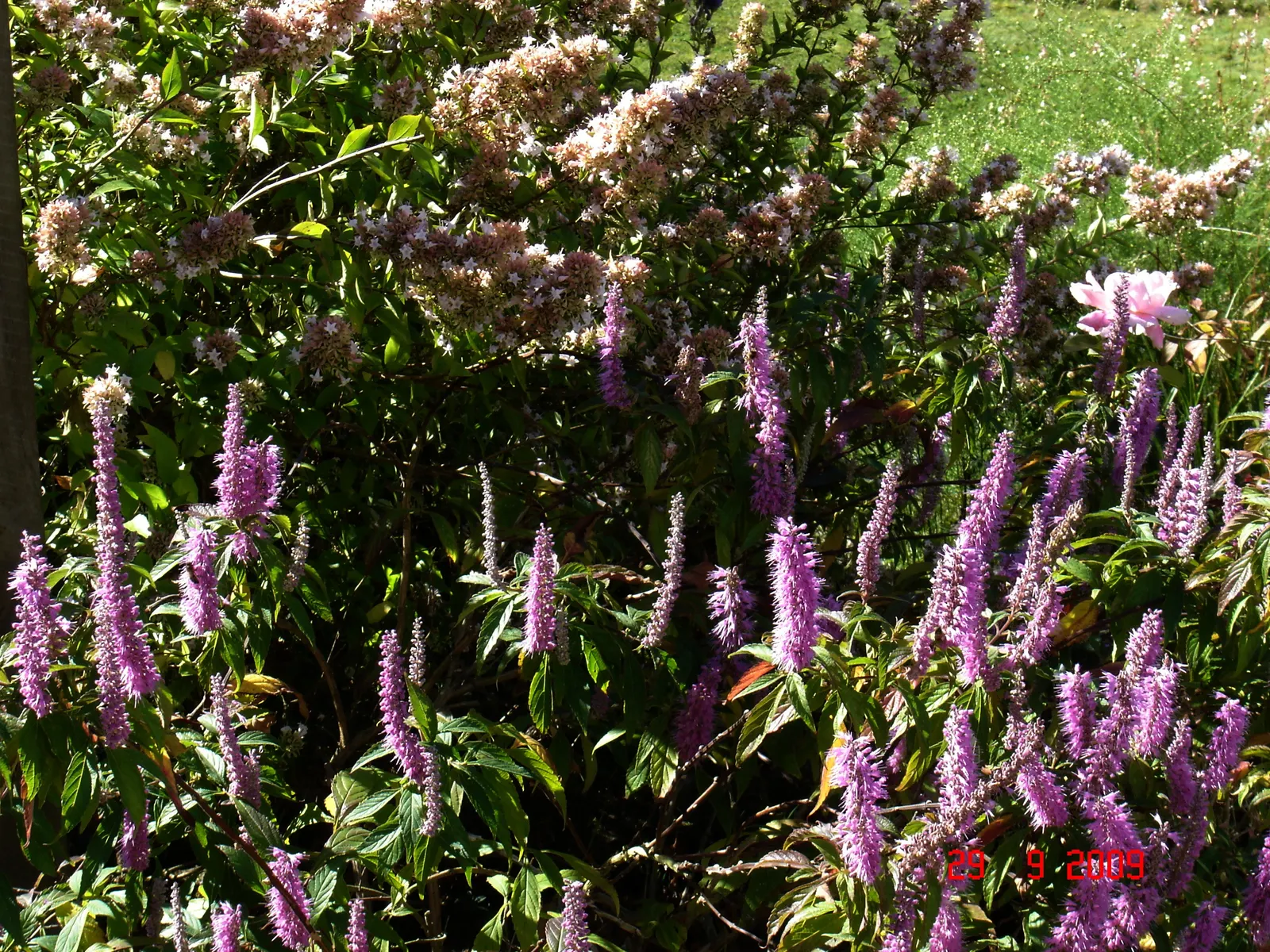 Chinese Abelia (Abelia Chinensis) — Chinese Abelia (Abelia chinensis) is a captivating