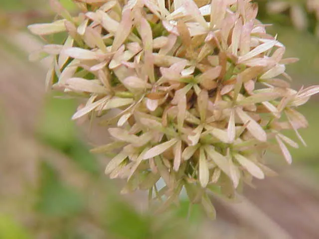 Chinese Abelia (Abelia Chinensis) — Mature at 4-6 feet high with a similar spread, it requires full sun to partial shade