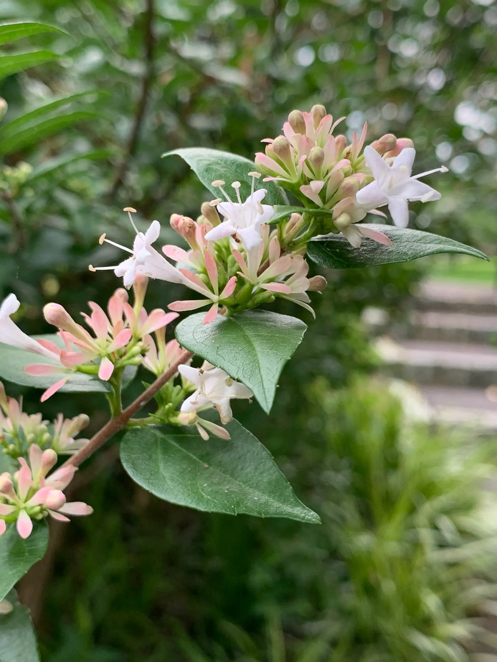 Chinese Abelia (Abelia Chinensis) — Abelia chinensis, a charming semi-evergreen shrub, thrives in USDA zones 7-9