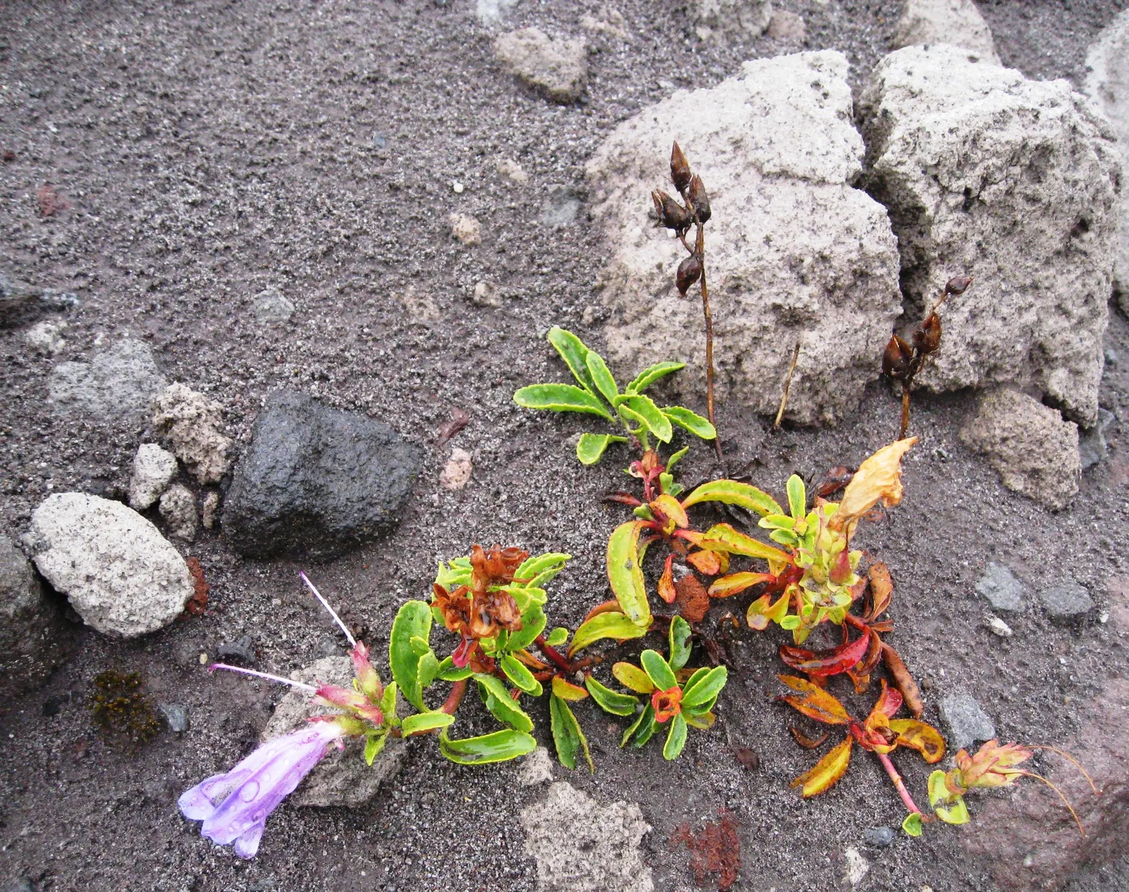Cardwell's Penstemon (Penstemon Cardwellii) — preferring well-drained soils in full to partial sun