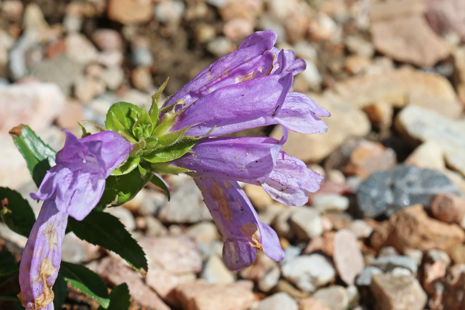 Cardwell's Penstemon (Penstemon Cardwellii) — Attractive to pollinators