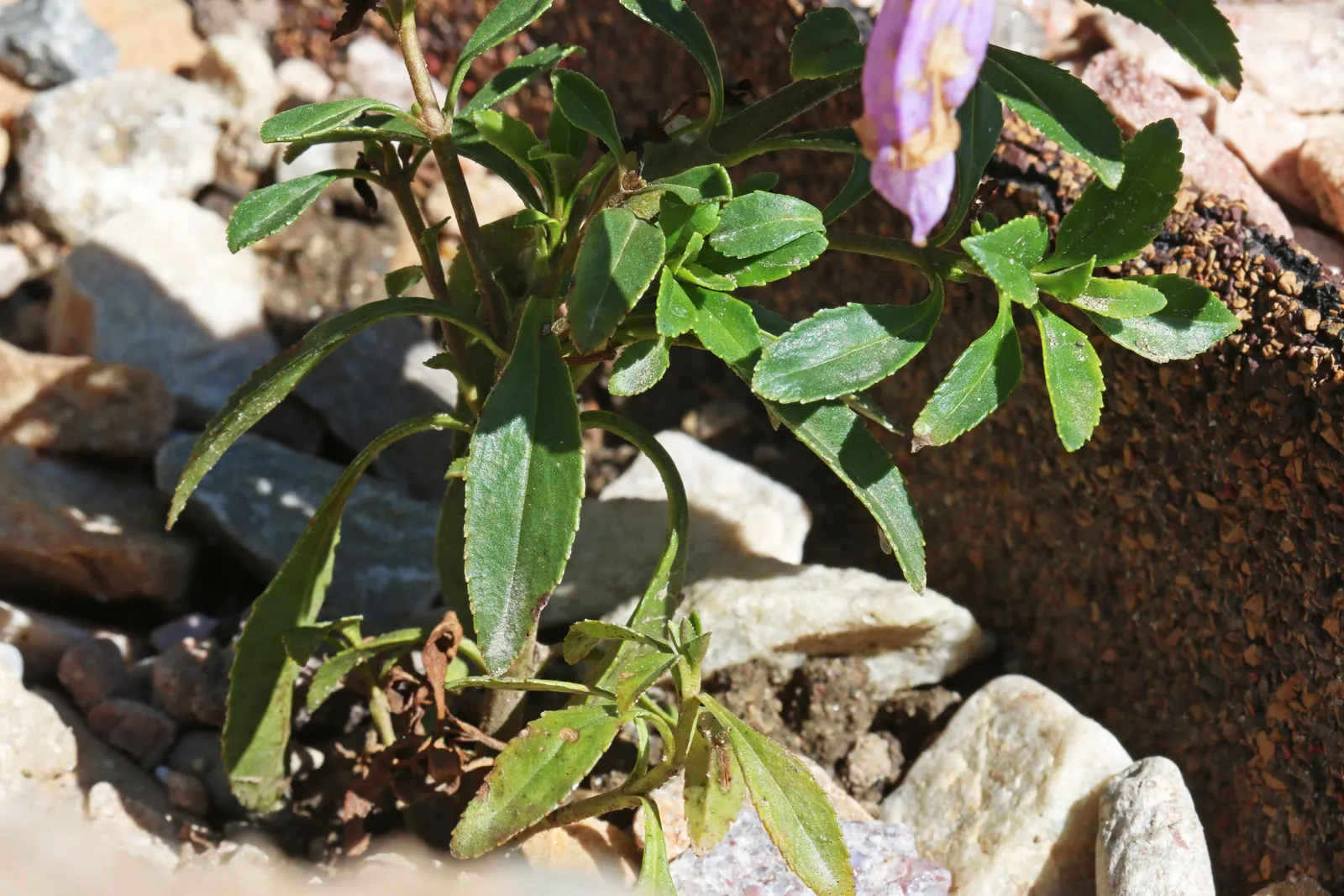 Cardwell's Penstemon (Penstemon Cardwellii) — it flourishes in USDA zones 5-8