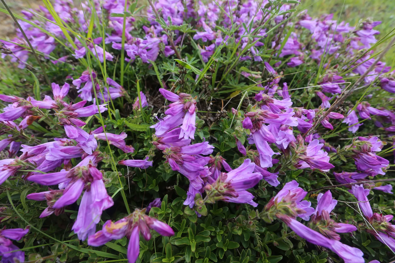 Cardwell's Penstemon (Penstemon Cardwellii) — It features delicate, tubular lavender blossoms atop slender stems ranging from 1 to 2 feet tall