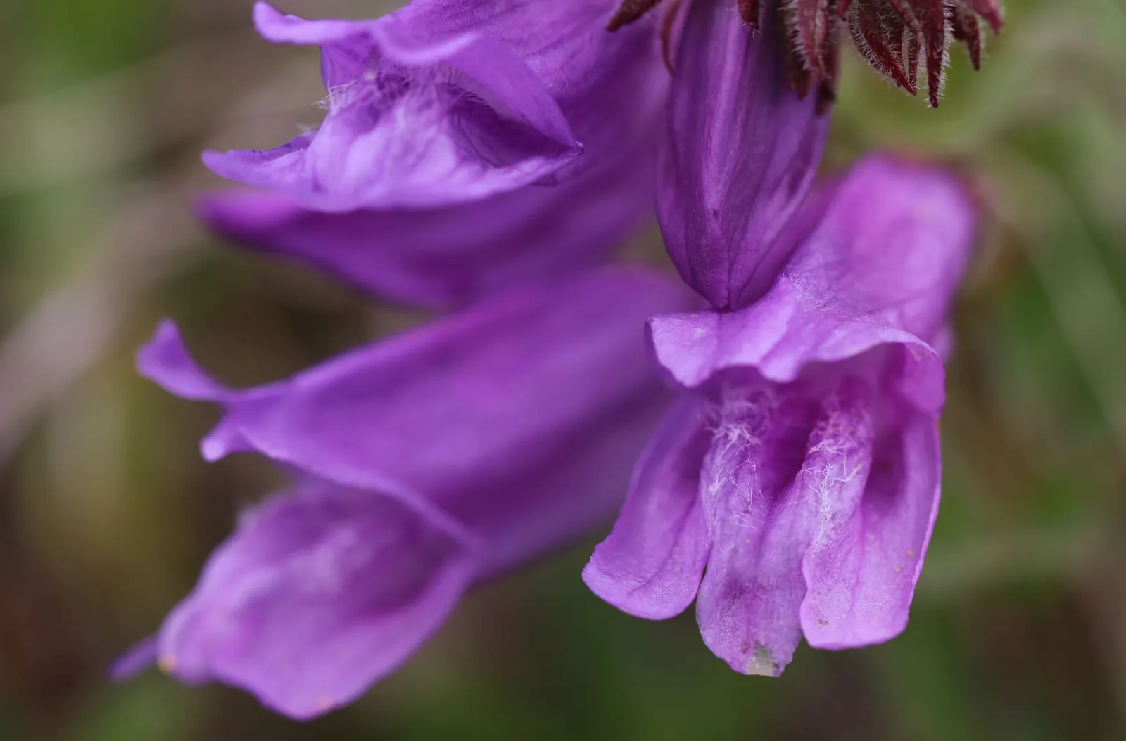 Cardwell's Penstemon (Penstemon Cardwellii) — Cardwell's Penstemon (Penstemon cardwellii) is a charming perennial, native to the Pacific Northwest