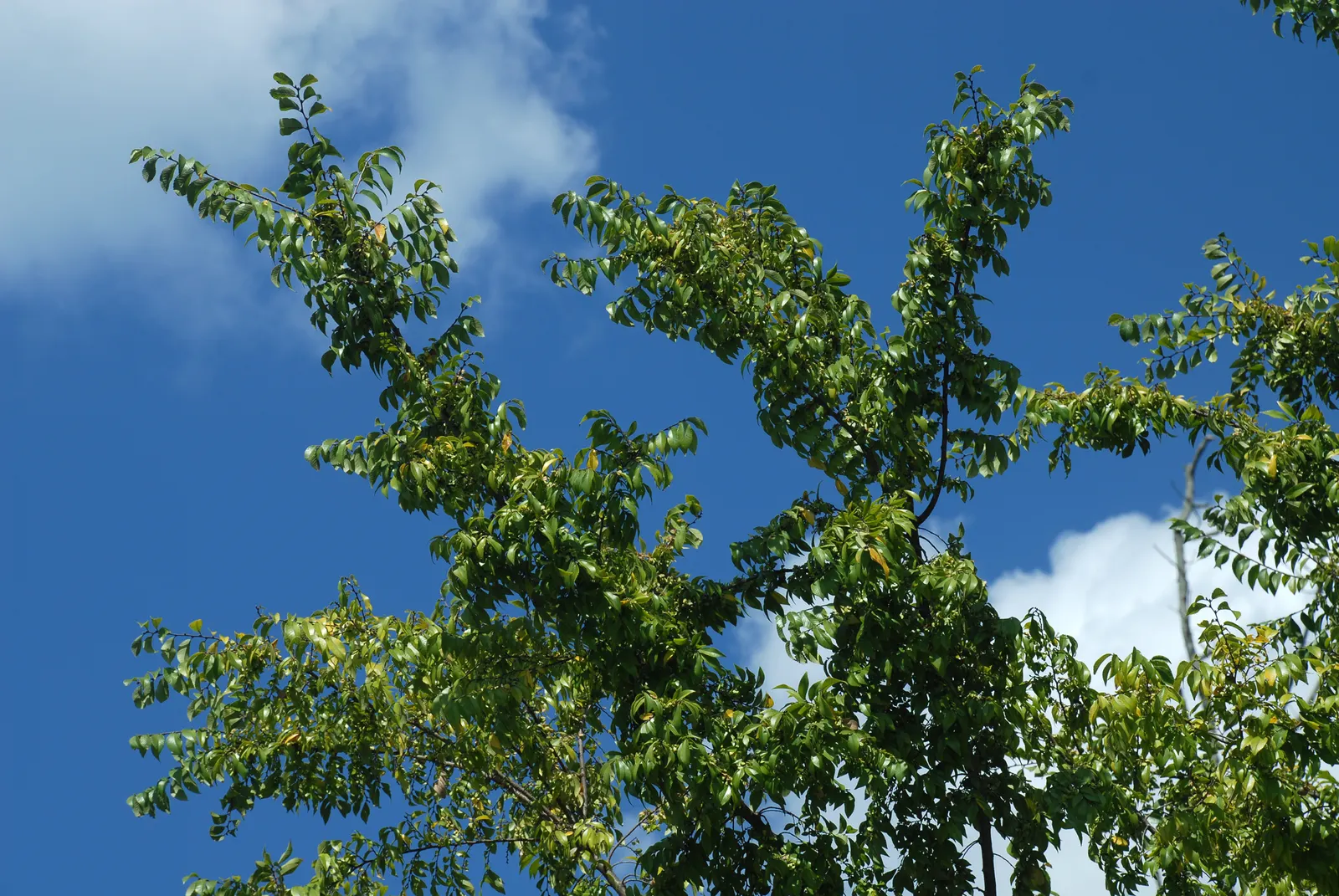 Chinese Elm (Ulmus Parvifolia) — Moderate drought tolerance is a hallmark of this species; this elm can reach a mature height between 40 to 50 feet