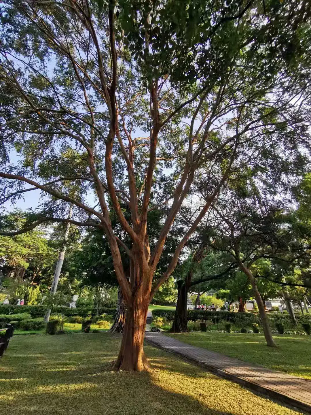 Chinese Elm (Ulmus Parvifolia) — The Chinese Elm, or Ulmus parvifolia, is prized for its intricate bark and fine-textured foliage; hardy in zones, image 61