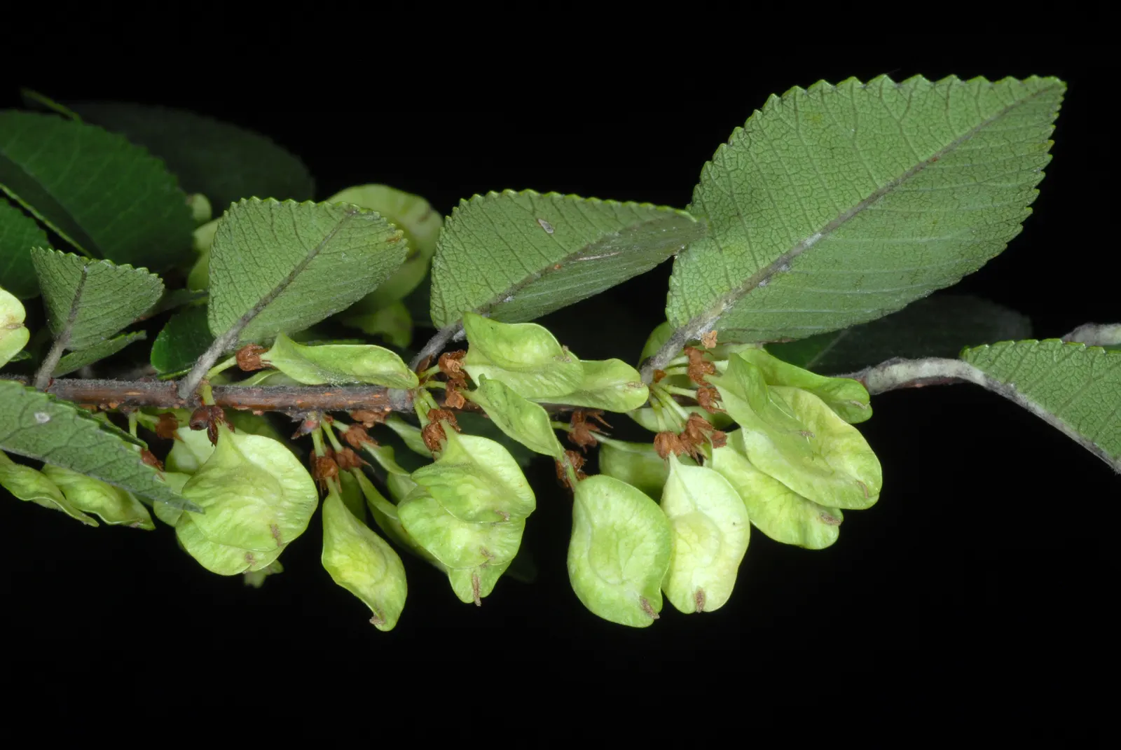 Chinese Elm (Ulmus Parvifolia) — is an elegantly versatile specimen for any landscape design; revealing a tapestry of gray, image 66