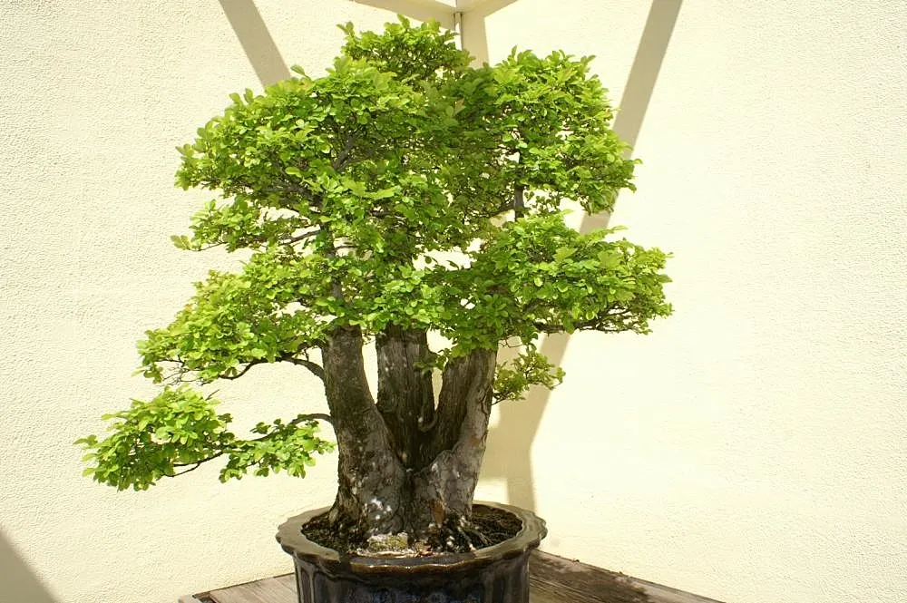 Chinese Elm (Ulmus Parvifolia) — tree with green and yellow blooms; though consistent watering can promote healthier growth