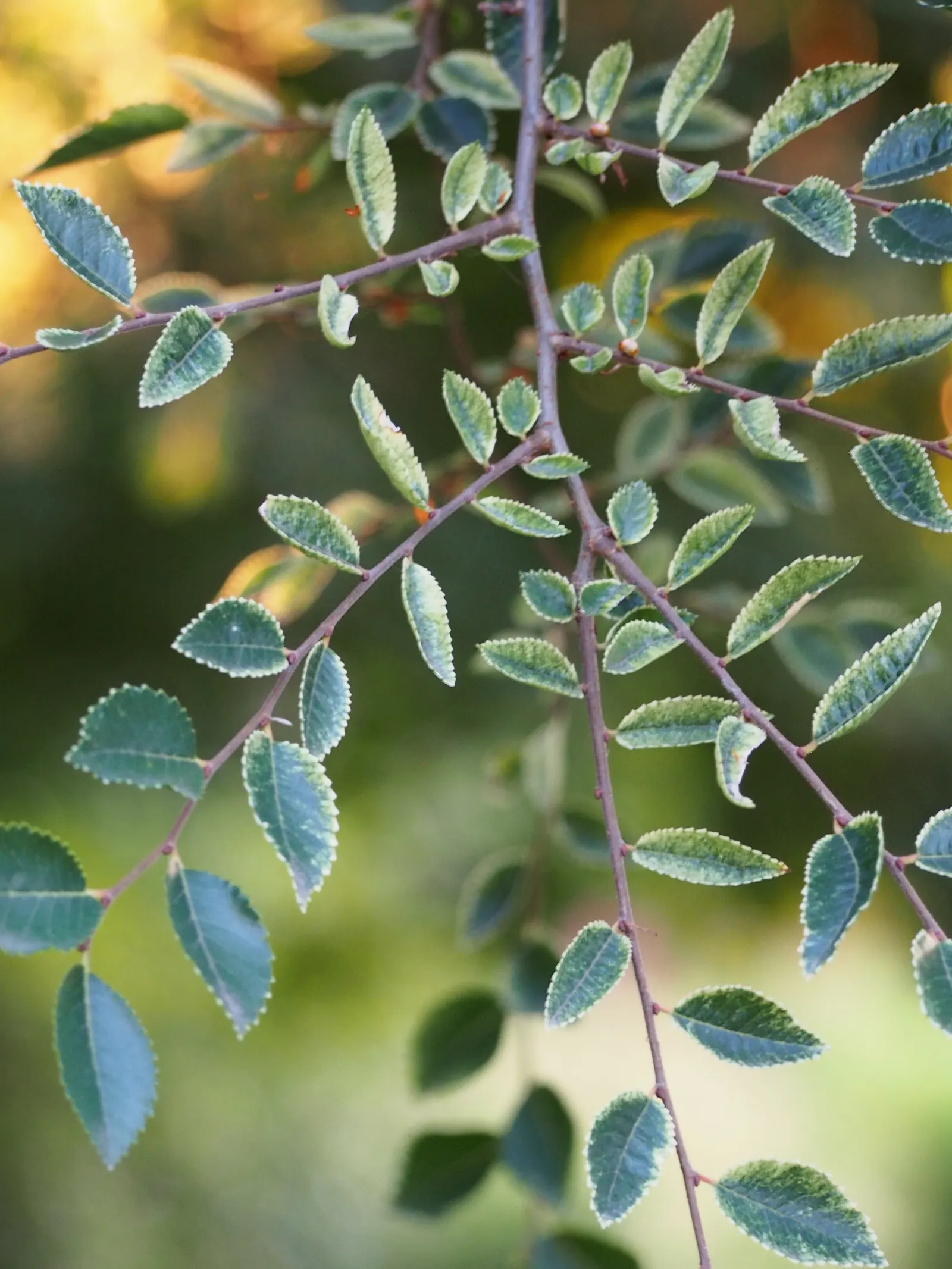 Chinese Elm (Ulmus Parvifolia) — This tree is also less susceptible to the Dutch elm disease that has ravaged many other elm species