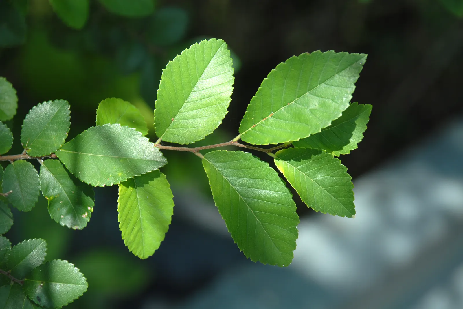 Chinese Elm (Ulmus Parvifolia) — green and yellow flowers in the garden