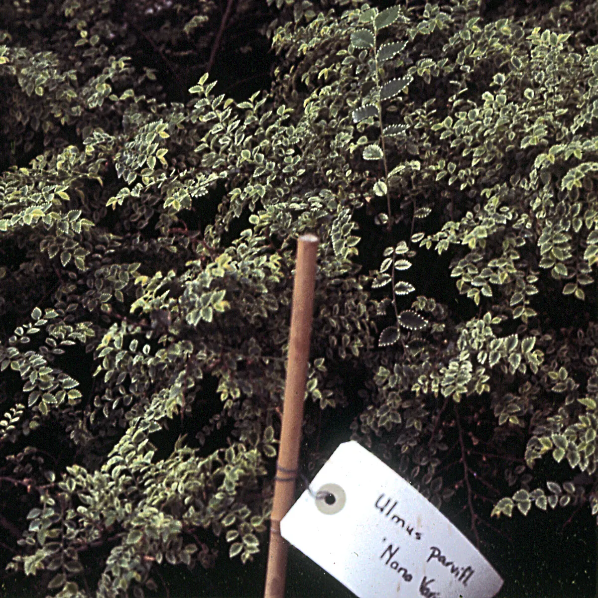 Chinese Elm (Ulmus Parvifolia) — Its leaves are small, under 3 inches long, and turn a delightful mix of red, purple, and yellow in fall; provided the area has