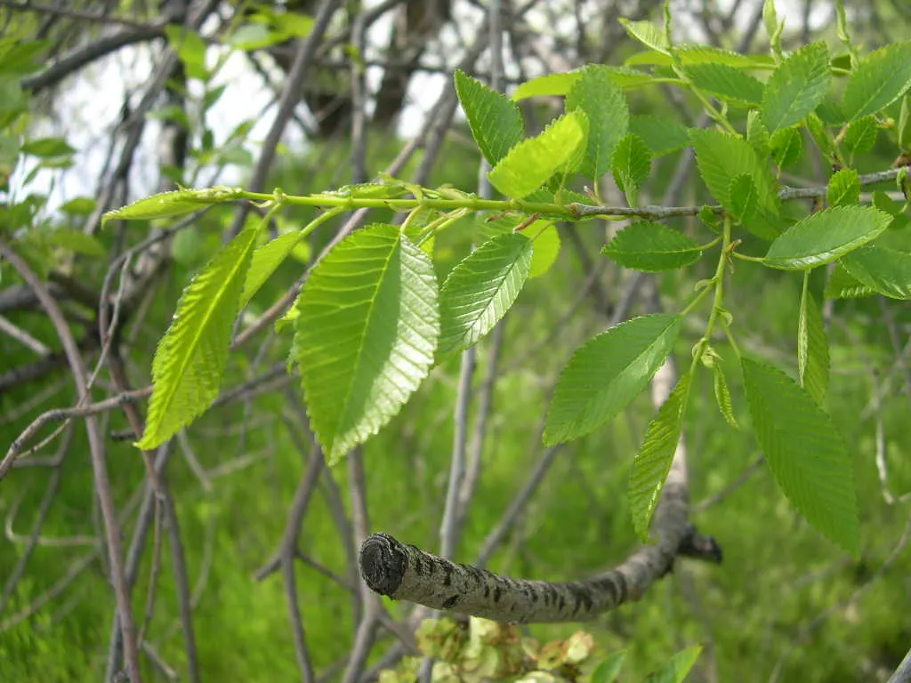 Chinese Elm (Ulmus Parvifolia) — it prefers full sun to partial shade and can grow in a range of soil types from acidic to alkaline