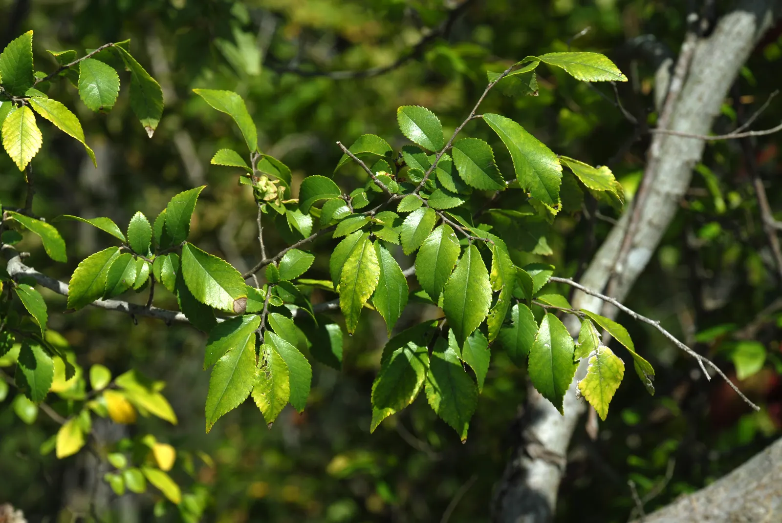 Chinese Elm (Ulmus Parvifolia) — making it rather adaptable to a variety of climates; moderate drought tolerance is a hallmark of this species, image 76