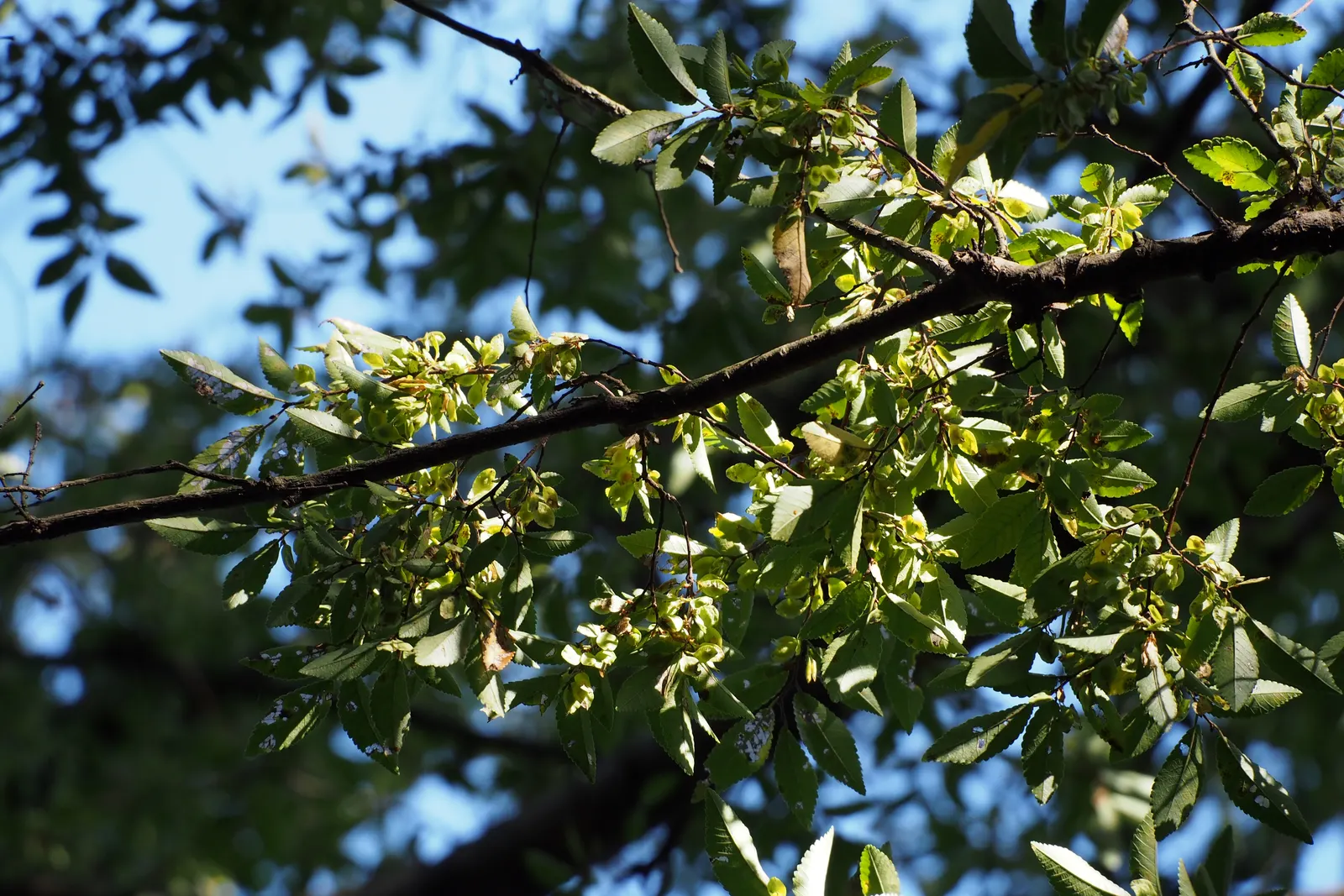 Chinese Elm (Ulmus Parvifolia) — scientifically known as Ulmus parvifolia; maturing at around 40-50 feet high with a spread of 25-40 feet, it presents a