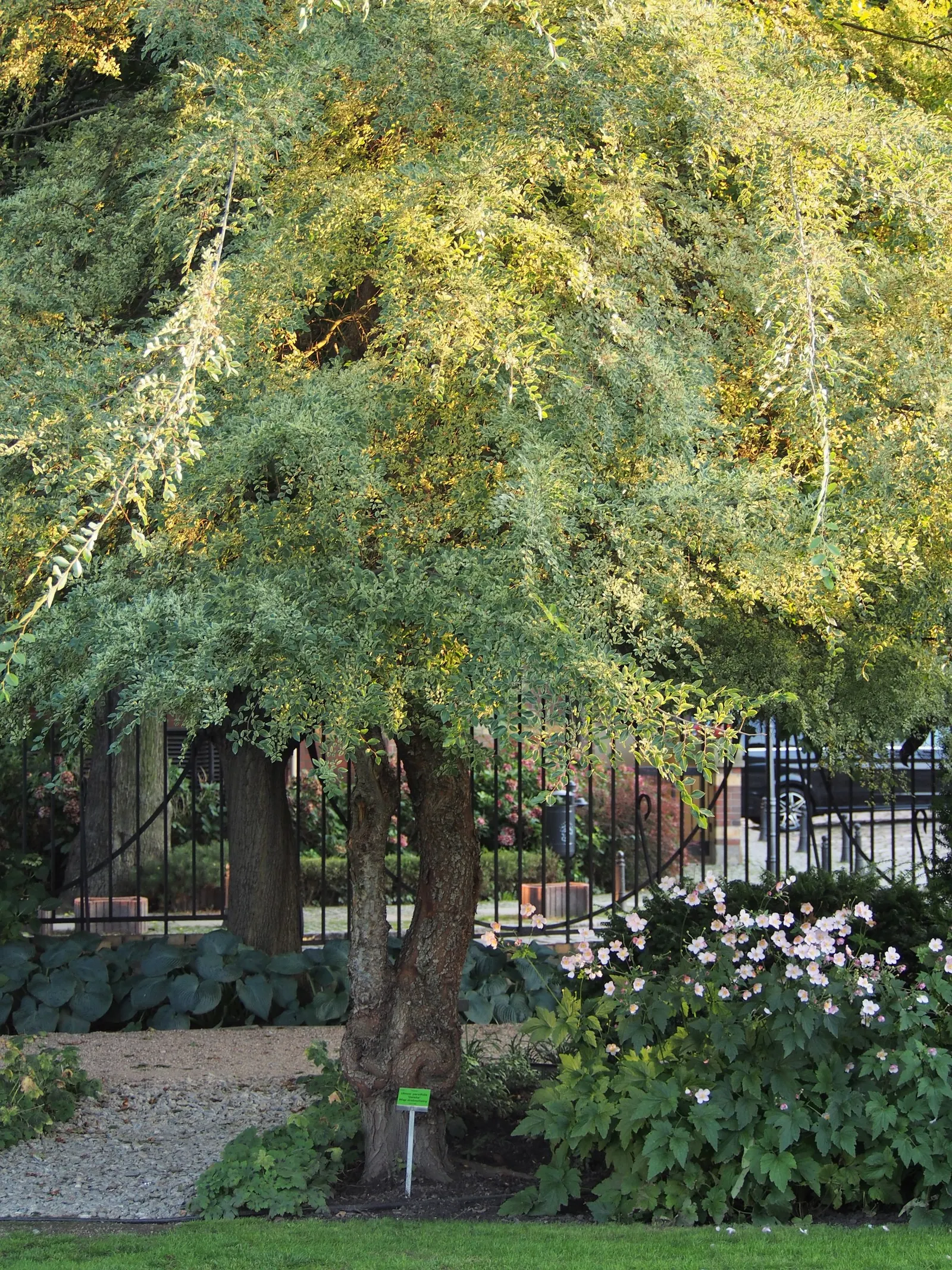 Chinese Elm (Ulmus Parvifolia) — is an elegantly versatile specimen for any landscape design; revealing a tapestry of gray