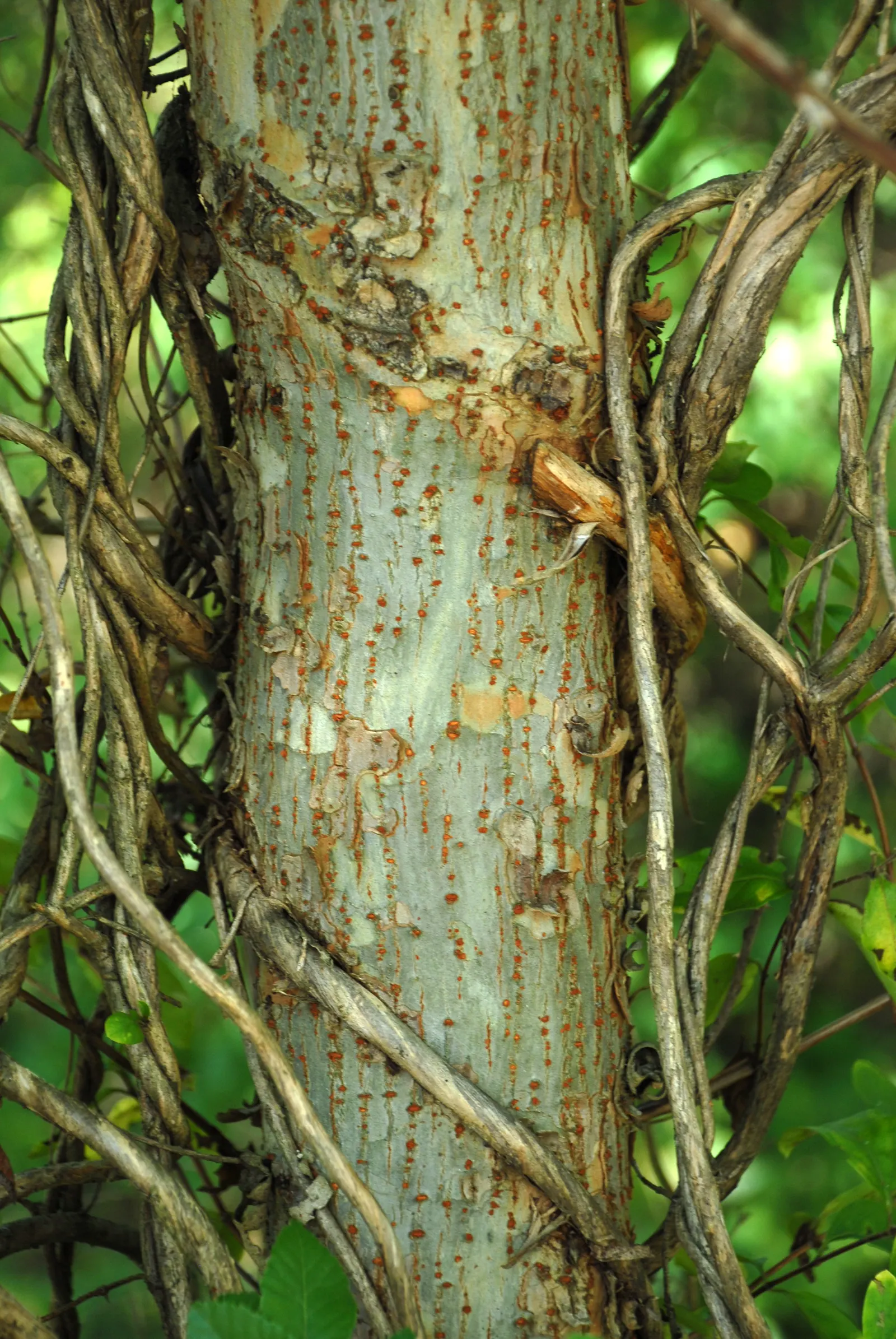 Chinese Elm (Ulmus Parvifolia) — rounded canopy extending approximately 25 to 40 feet wide; and they exhibit a delightfully yellow to reddish-purple hue in the