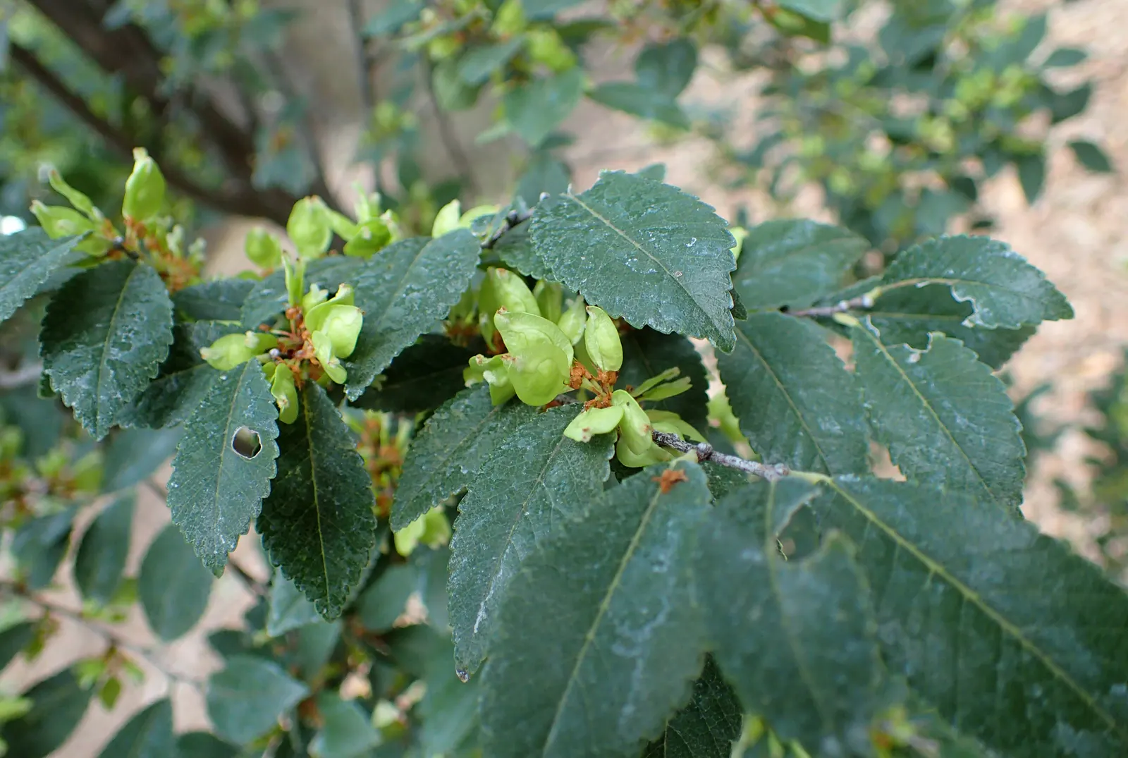Chinese Elm (Ulmus Parvifolia) — This elm can reach a mature height between 40 to 50 feet