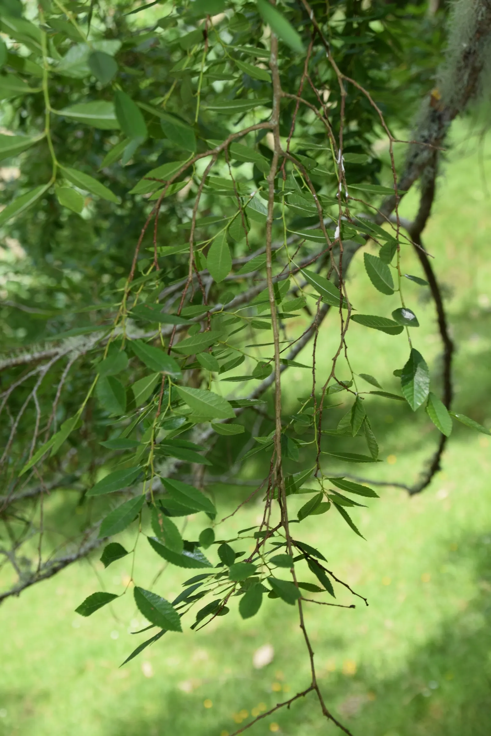 Chinese Elm (Ulmus Parvifolia) — <br><br>Its rapid growth rate; this tree is also less susceptible to the Dutch elm disease that has ravaged many, image 81