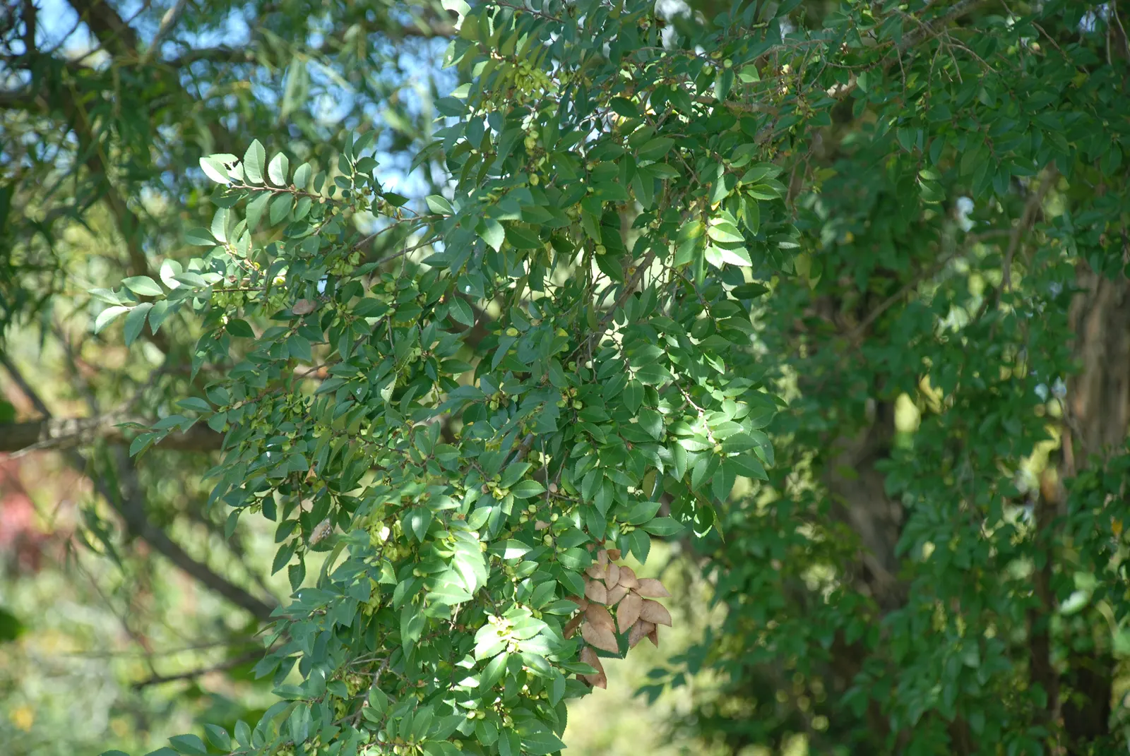 Chinese Elm (Ulmus Parvifolia) — reaching upwards of 3 feet annually under optimal conditions; the Chinese Elm, or Ulmus parvifolia, is prized for its