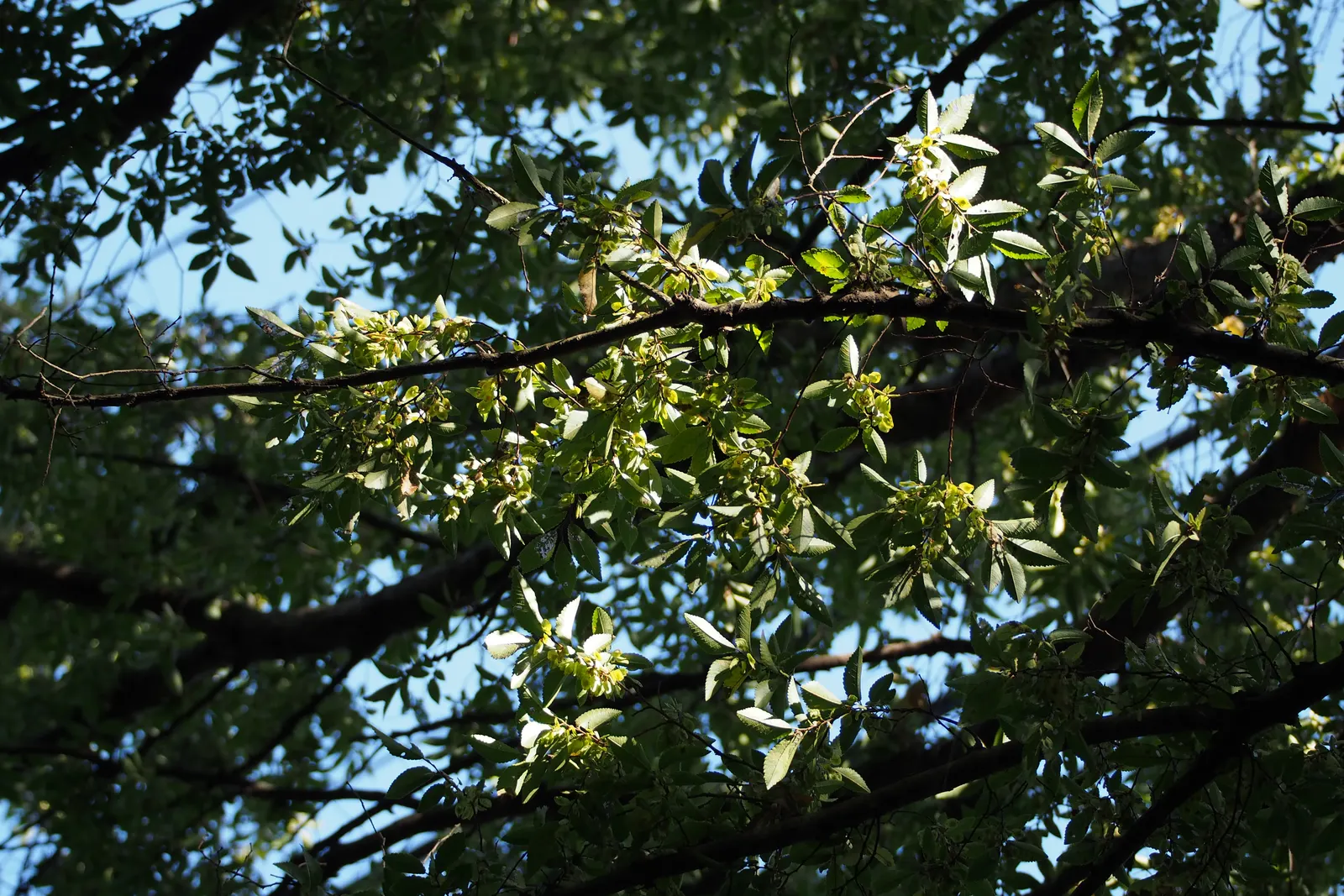 Chinese Elm (Ulmus Parvifolia) — <br><br>Its rapid growth rate; this tree is also less susceptible to the Dutch elm disease that has ravaged many other elm