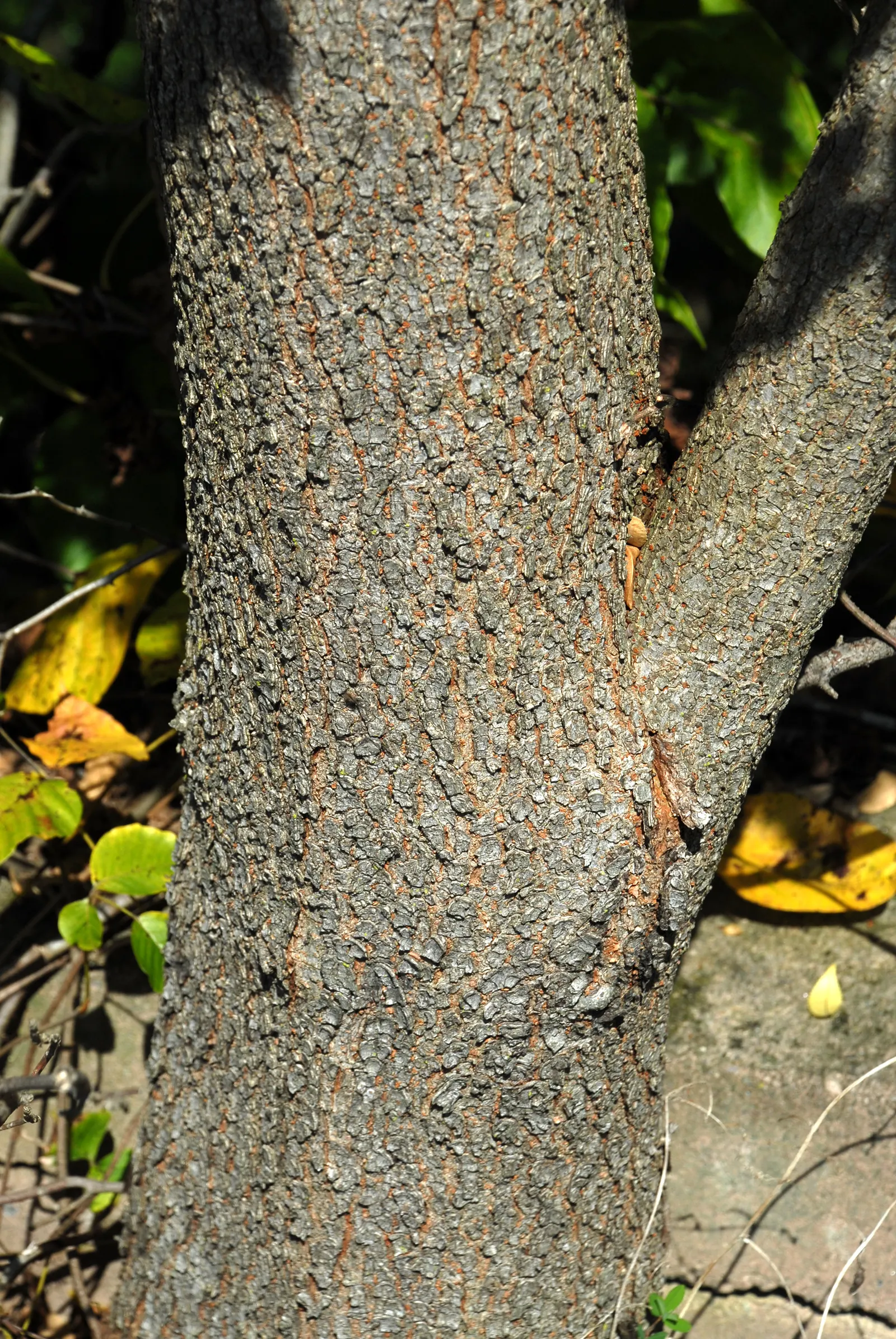Chinese Elm (Ulmus Parvifolia) — Moderate drought tolerance is a hallmark of this species