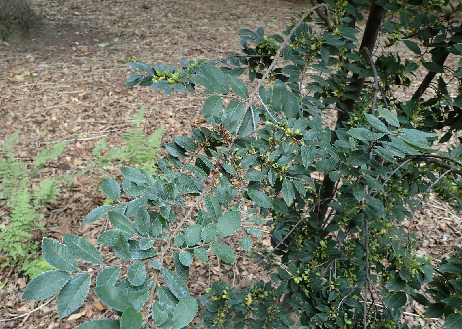 Chinese Elm (Ulmus Parvifolia) — <br><br>The Chinese Elm thrives in USDA hardiness zones 5 through 9; leathery leaves are a deep, image 75