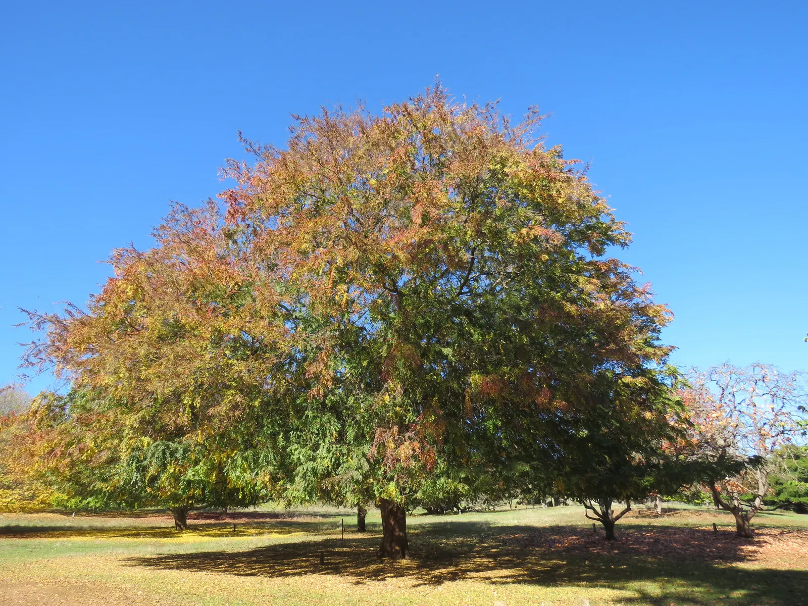 Chinese Elm (Ulmus Parvifolia) — though consistent watering can promote healthier growth