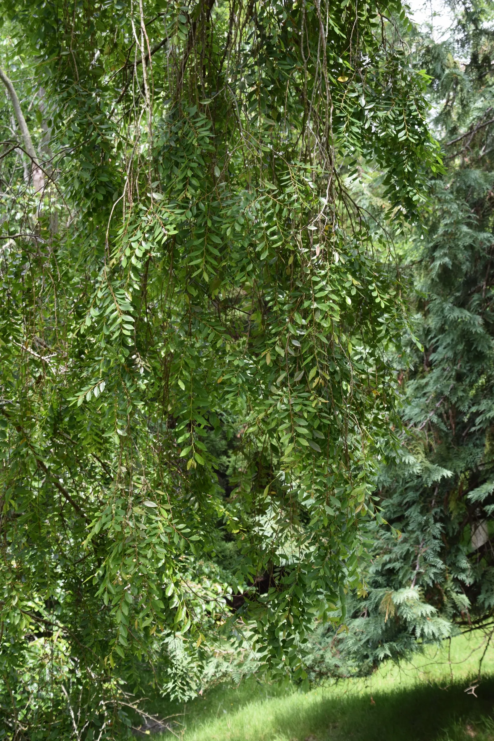 Chinese Elm (Ulmus Parvifolia) — Maturing at around 40-50 feet high with a spread of 25-40 feet, it presents a rounded canopy