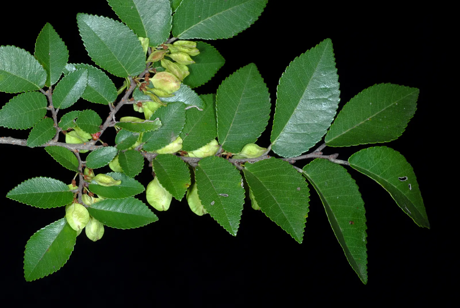 Chinese Elm (Ulmus Parvifolia) — The Chinese Elm, or Ulmus parvifolia, is prized for its intricate bark and fine-textured foliage; hardy in zones 5-9, this
