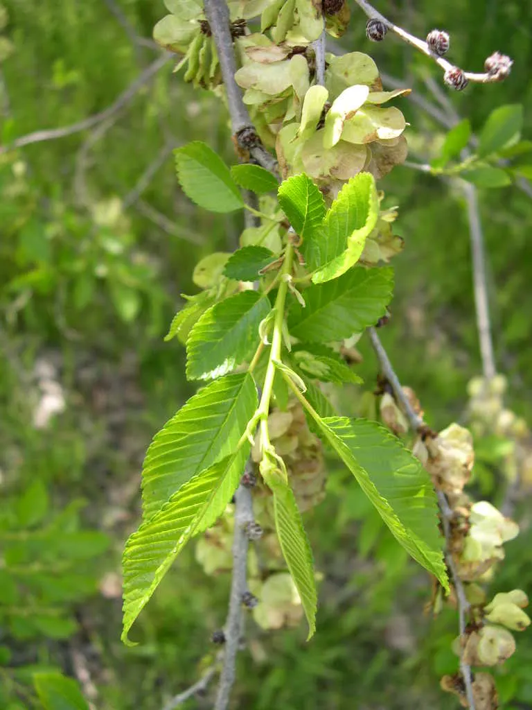 Chinese Elm (Ulmus Parvifolia) — a critical point for lasting landscape design