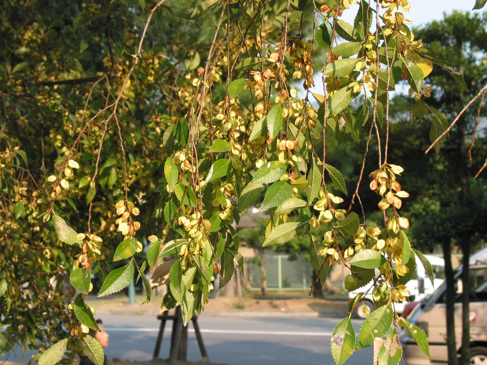 Chinese Elm (Ulmus Parvifolia) — proves beneficial for those seeking swift canopy development