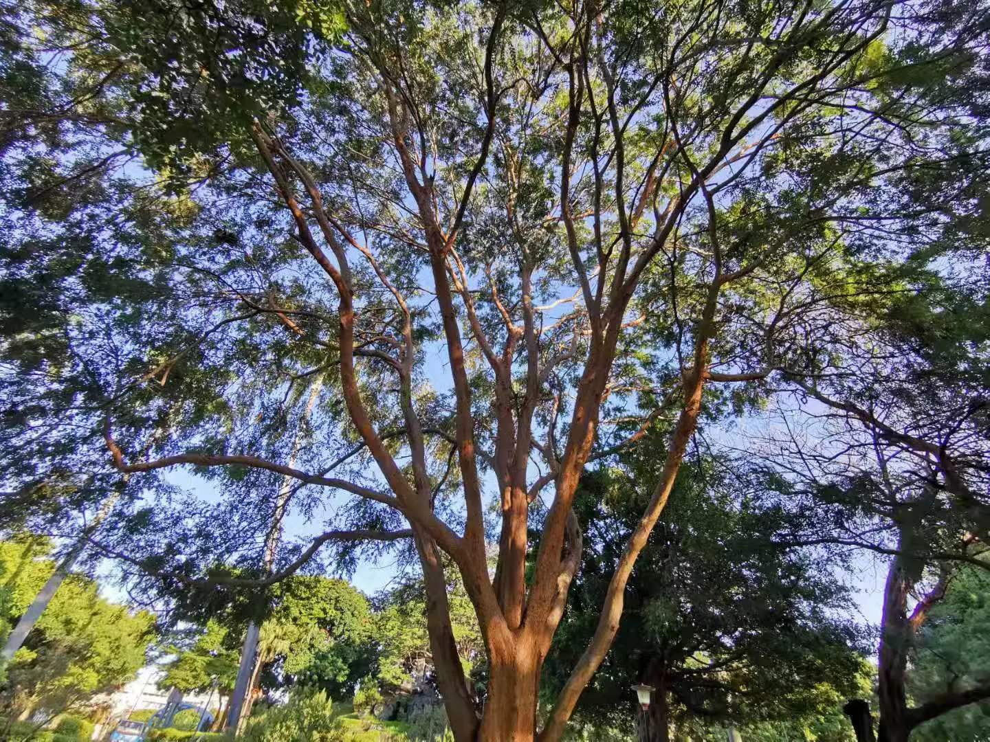 Chinese Elm (Ulmus Parvifolia) — provided the area has good drainage; its leaves are small, under 3 inches long, and turn a delightful mix of red, purple, and