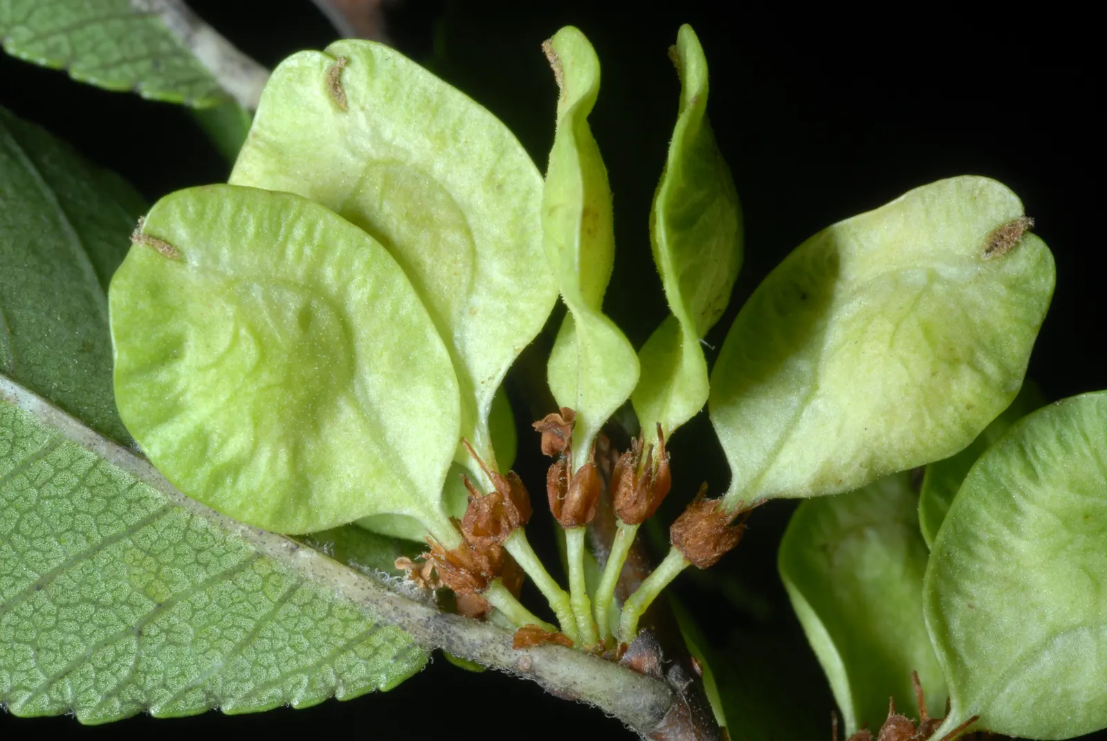 Chinese Elm (Ulmus Parvifolia) — is an elegantly versatile specimen for any landscape design