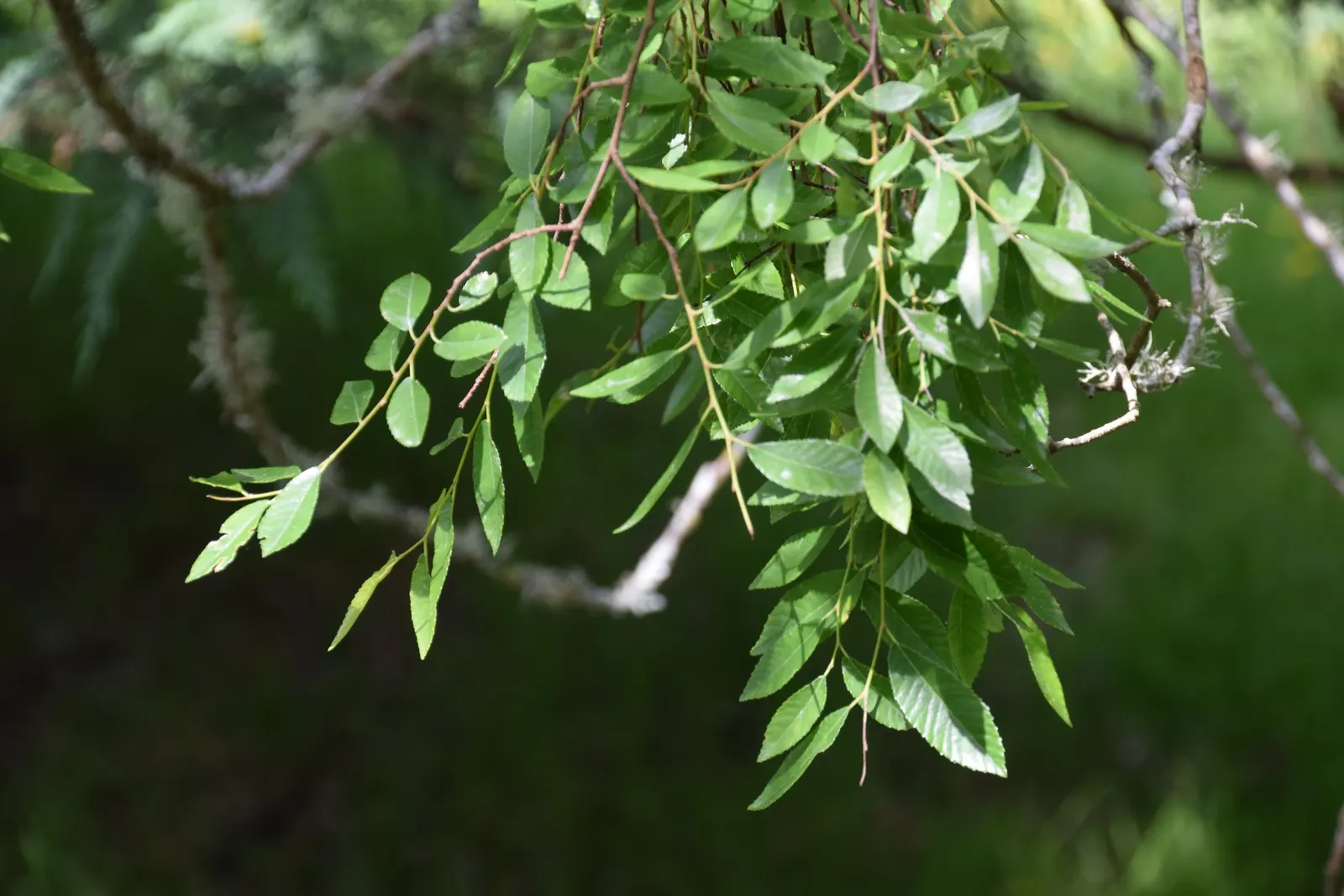 Chinese Elm (Ulmus Parvifolia) — leathery leaves are a deep; <br><br>Its rapid growth rate