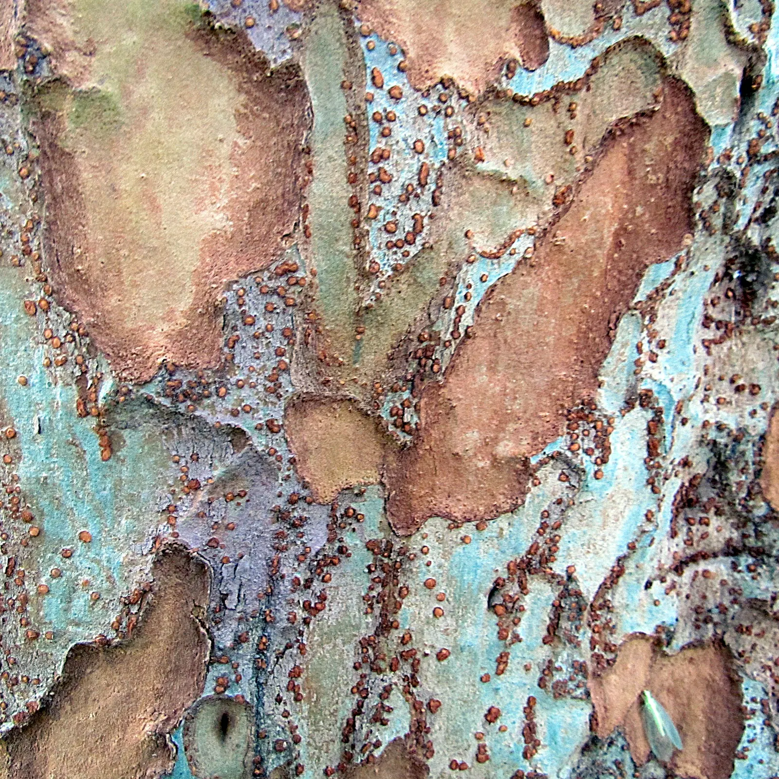 Chinese Elm (Ulmus Parvifolia) — tree for full; when instructing the client, emphasize its low maintenance and durability as cornerstones of its appeal