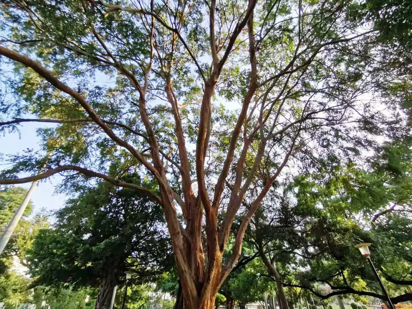 Chinese Elm (Ulmus Parvifolia) — revealing a tapestry of gray; tree for full, image 69