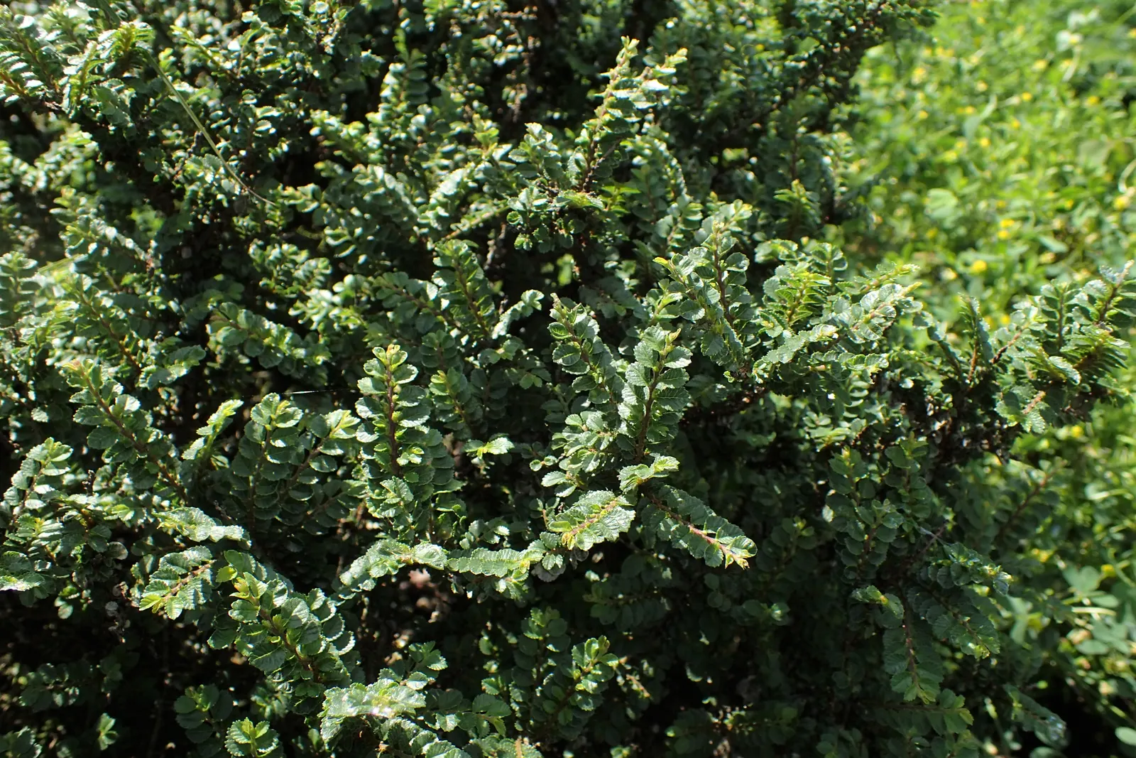 Chinese Elm (Ulmus Parvifolia) — reaching upwards of 3 feet annually under optimal conditions