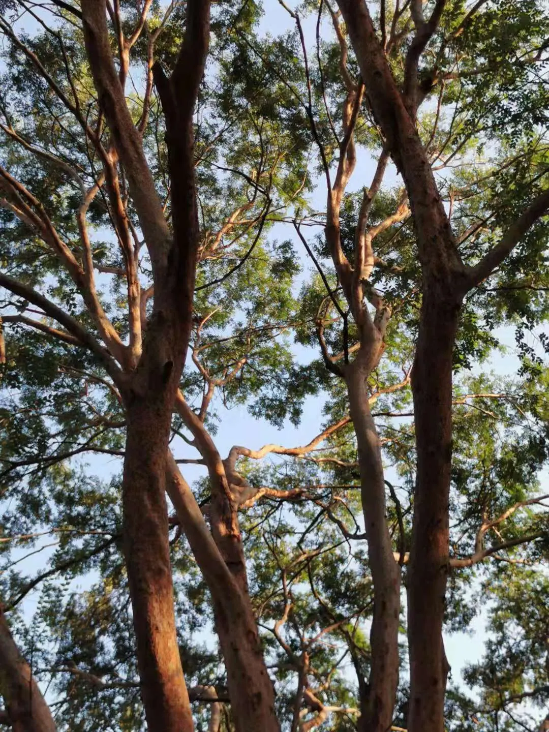 Chinese Elm (Ulmus Parvifolia) — and they exhibit a delightfully yellow to reddish-purple hue in the fall before shedding; scientifically known as, image 74