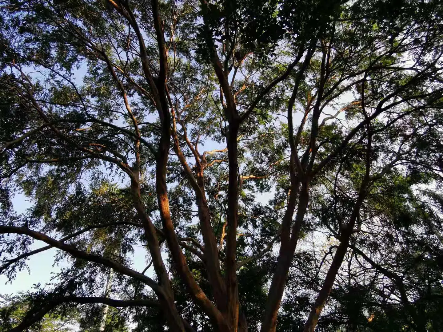 Chinese Elm (Ulmus Parvifolia) — measuring about 1 to 2.5 inches long; green and yellow flowers in the garden, image 73