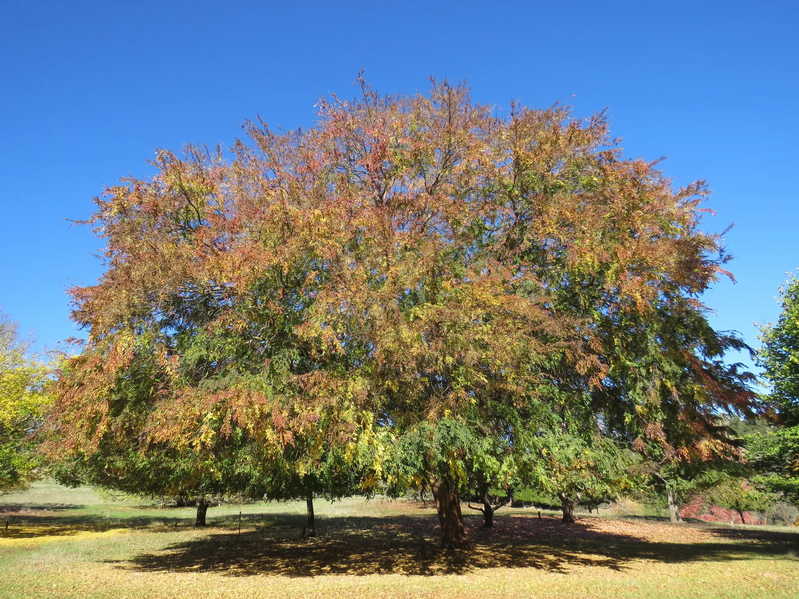 Chinese Elm (Ulmus Parvifolia) — <br><br>The Chinese Elm thrives in USDA hardiness zones 5 through 9