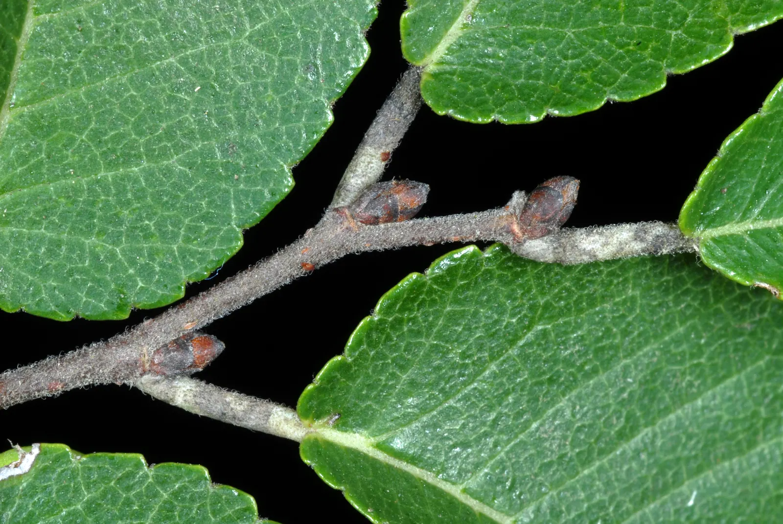 Chinese Elm (Ulmus Parvifolia) — This tree is also less susceptible to the Dutch elm disease that has ravaged many other elm species; <br><br>The, image 84