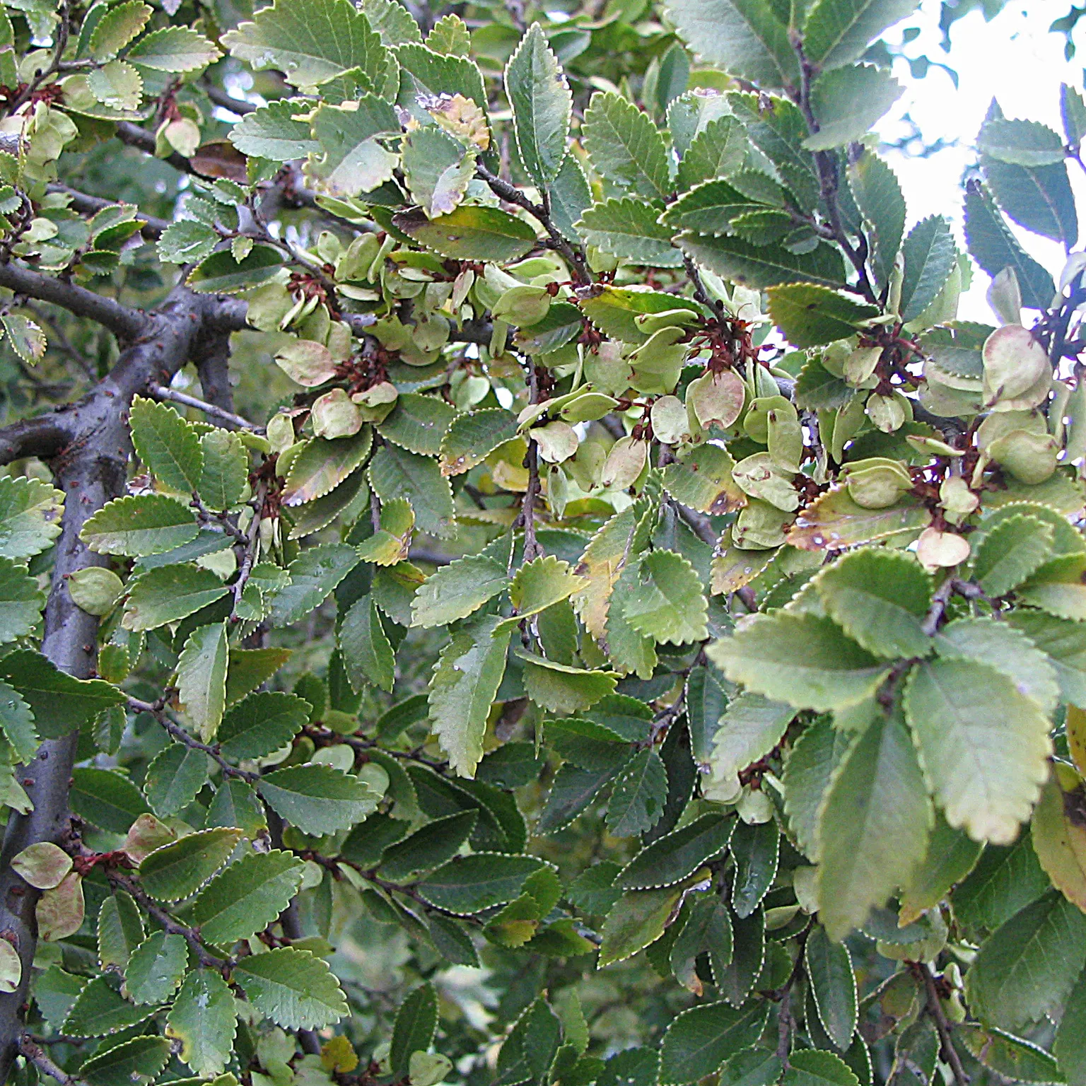 Chinese Elm (Ulmus Parvifolia) — making it rather adaptable to a variety of climates