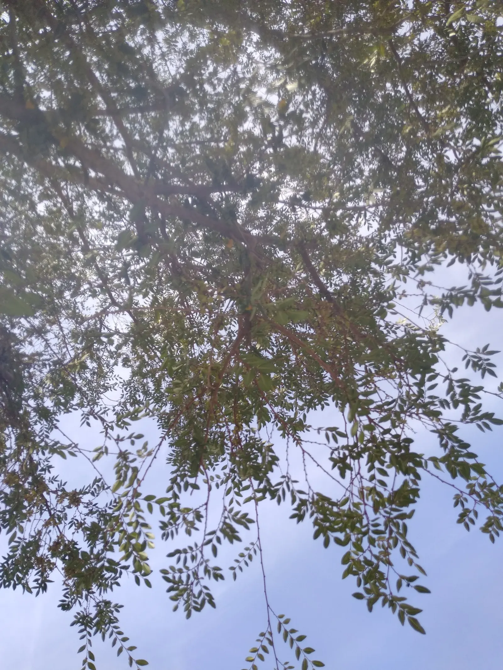 Chinese Elm (Ulmus Parvifolia) — rounded canopy extending approximately 25 to 40 feet wide