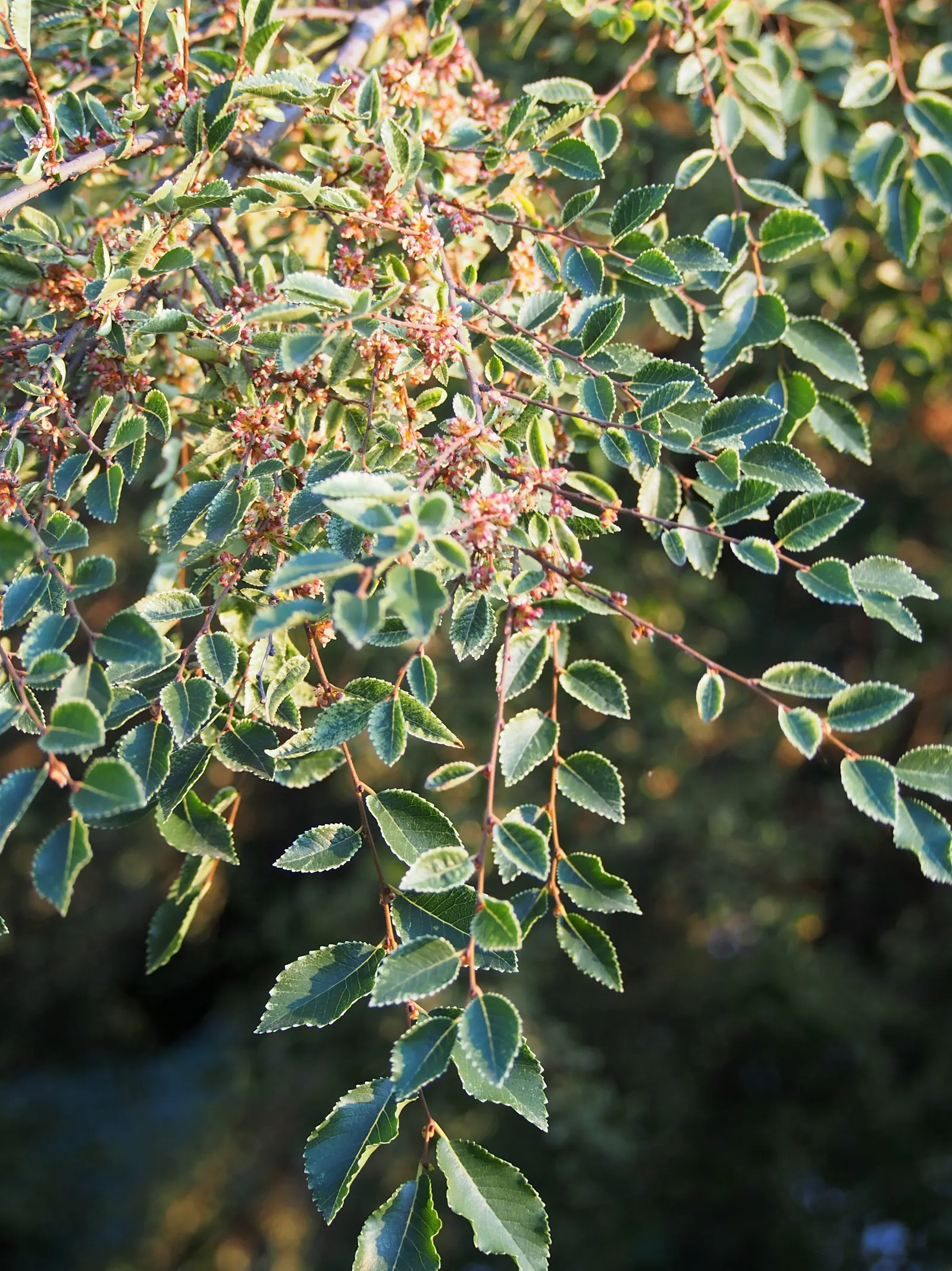 Chinese Elm (Ulmus Parvifolia) — The Chinese Elm, or Ulmus parvifolia, is prized for its intricate bark and fine-textured foliage
