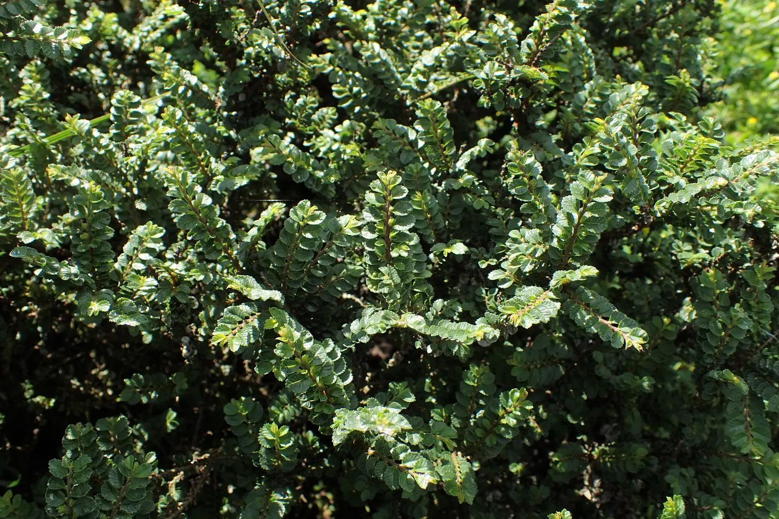 Chinese Elm (Ulmus Parvifolia) — When instructing the client, emphasize its low maintenance and durability as cornerstones of its appeal