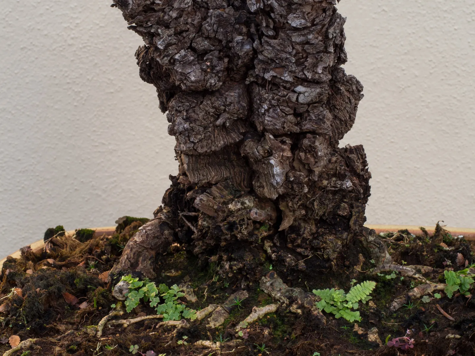 Chinese Elm (Ulmus Parvifolia) — reaching upwards of 3 feet annually under optimal conditions; the Chinese Elm, or Ulmus parvifolia, is prized for, image 82